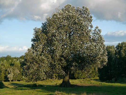 Árbol Mágico. "El Ulmo"